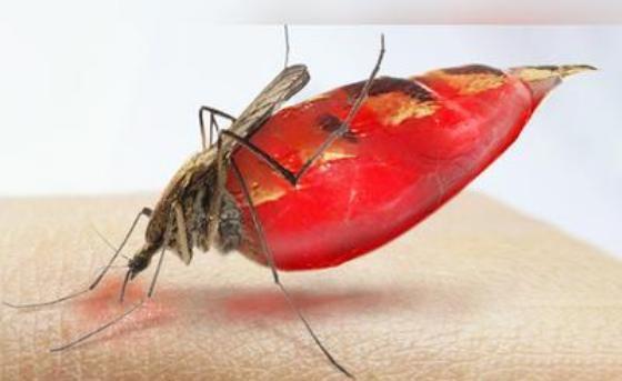 为什么蚊子吸血的时候不怕死？蚊子为什么没有脂肪呢-图3