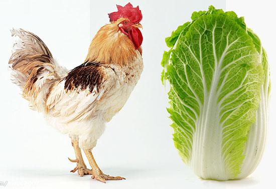鸡喜欢吃什么蔬菜和草？土鸡为什么爱吃白菜呢-图2
