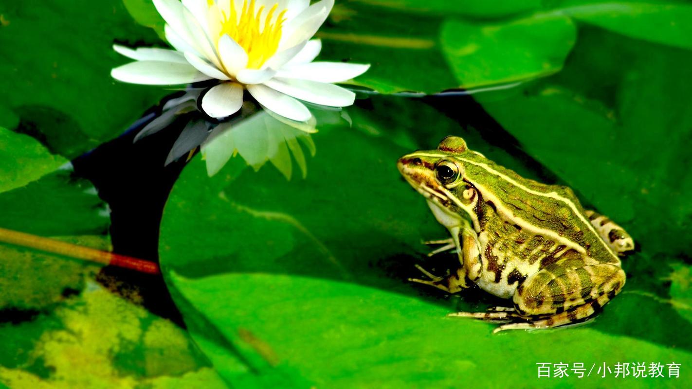 小青蛙为什么喜欢荷叶一年级？青蛙为什么喜欢水草呢