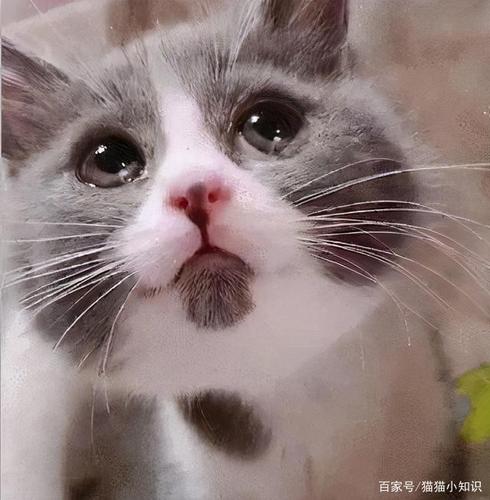 为什么猫走了我们会哭？为什么动物都会哭呢