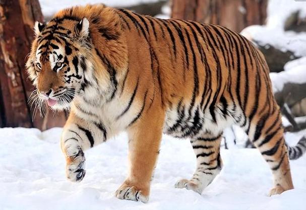 哪些动物是吃同类的？为什么老虎吃同类呢
