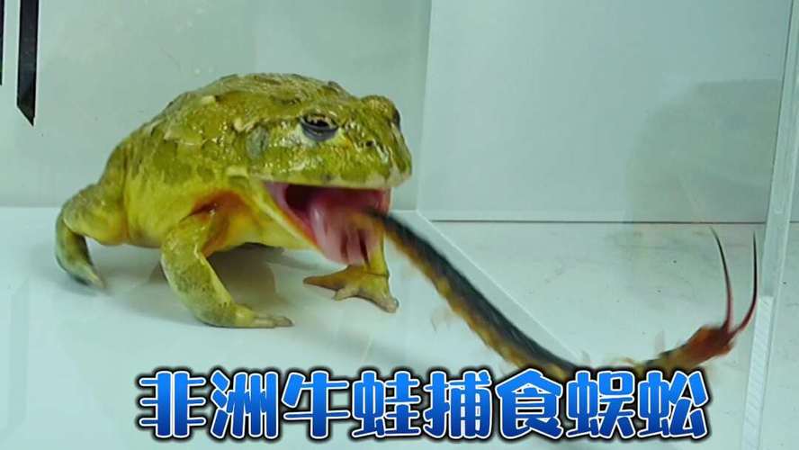 牛蛙吃蛇和蜈蚣哪个厉害？蜈蚣为什么怕牛蛙呢