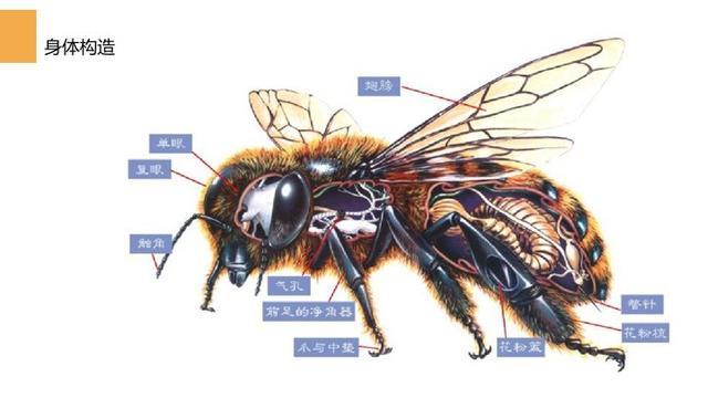 密蜂身体各部分名称？为什么雌性有喉结呢