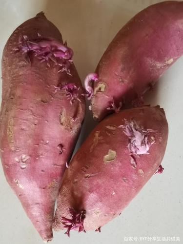 瘤梗番薯可以吃吗？红薯为什么会长瘤呢