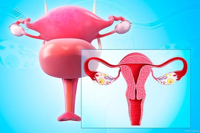 卵巢过度刺激需调理多久可以做移植？为什么卵巢不能移植呢