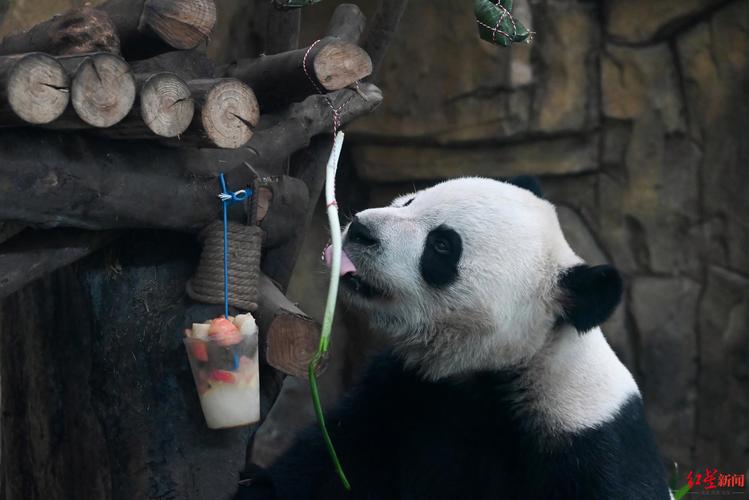 妄想山海熊猫吃什么万年食珍？为什么熊猫要吃蜂蜜呢