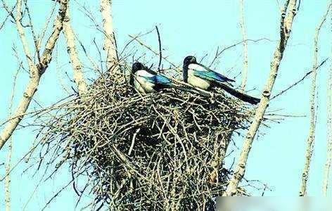 如何吸引鸟来筑巢？为什么农村有鸟巢呢