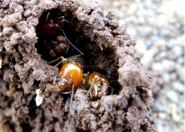 养白蚁用什么样的窝？白蚁为什么喜欢筑巢呢