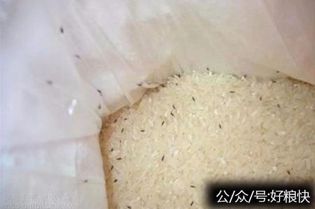 为什么大米里面容易生虫子？为什么大米中有虫呢-图1