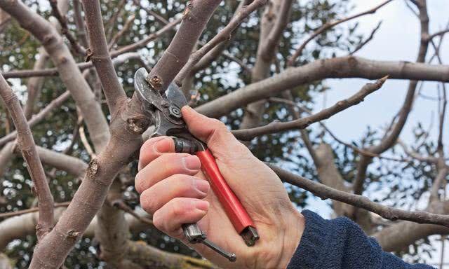 果树冬季修剪的时间和方法？为什么要把果树锯掉呢