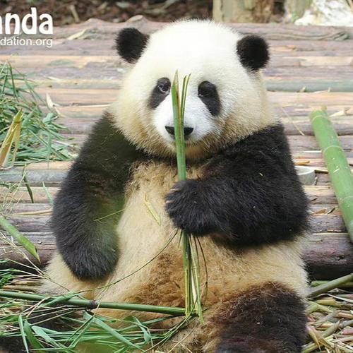 大熊猫花花为什么漂亮？为什么熊猫那么好看呢