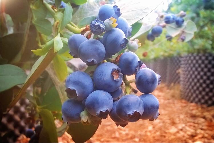 云南大理蓝色葡萄，当地人叫蓝莓，到底是什么水果？云南为什么有蓝莓呢-图1