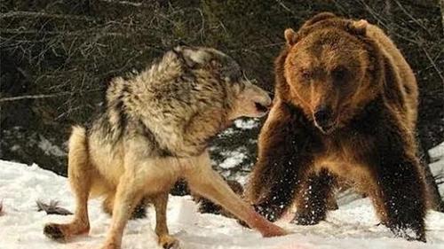狼群为什么能让棕熊等大型动物望而生畏？人类为什么不怕狼群呢-图2