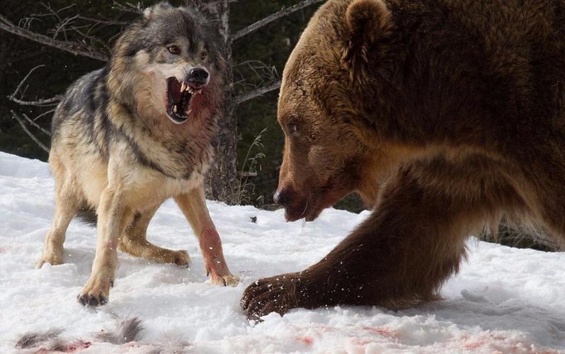 狼群为什么能让棕熊等大型动物望而生畏？人类为什么不怕狼群呢-图3