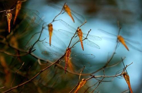 为什么在冬天天空有很多蜻蜓在盘旋？天空为什么会有蜻蜓呢-图2