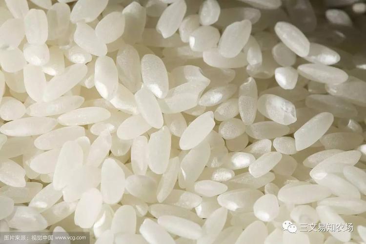 米饭一粒一粒的不粘是什么米？为什么稻谷没有米粒呢-图2