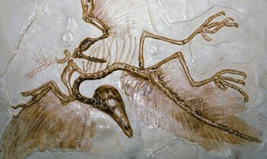 鸟为什么会有像恐龙一样的骨头呢？鸟为什么会有化石呢