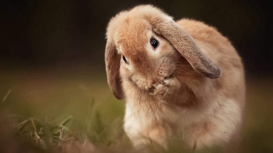小白兔为什么那么可爱呀？为什么白兔很可爱呢-图3