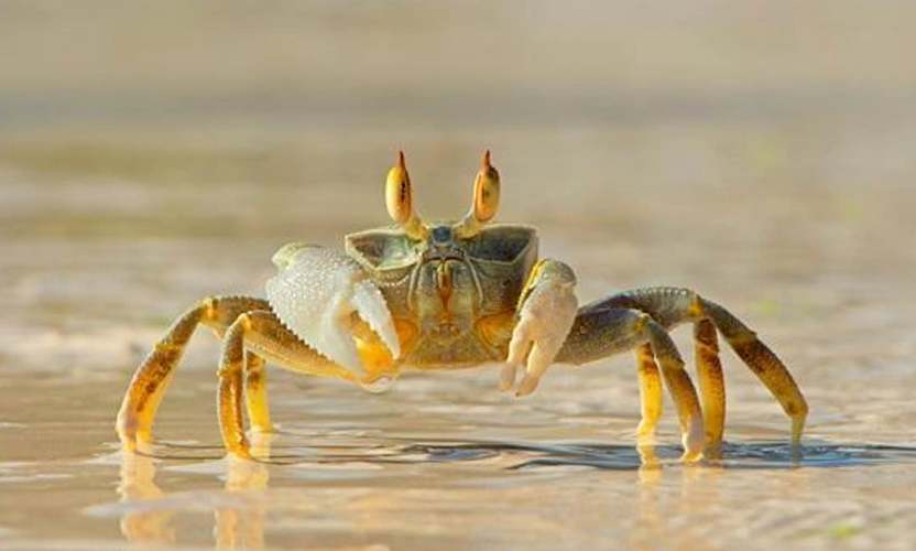 六角龙跟螃蟹会打架吗？螃蟹为什么有条龙呢
