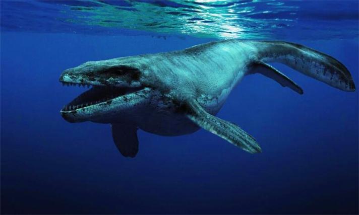 我喜欢鲸鱼这种海底动物怎么介绍介绍他的样子？鲸鱼为什么这么壮观呢-图2