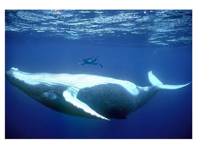 我喜欢鲸鱼这种海底动物怎么介绍介绍他的样子？鲸鱼为什么这么壮观呢