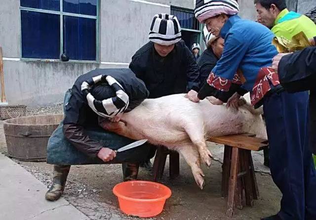 为什么农民杀猪不允许自己杀？农夫为什么没杀猪呢-图1