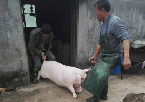 为什么农民杀猪不允许自己杀？农夫为什么没杀猪呢-图3