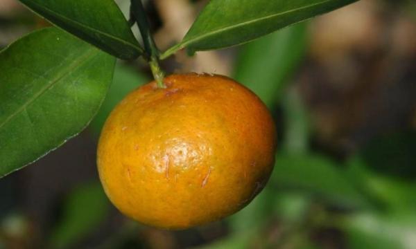 橘子代表的寓意是什么意思？为什么桔子寓意吉利呢