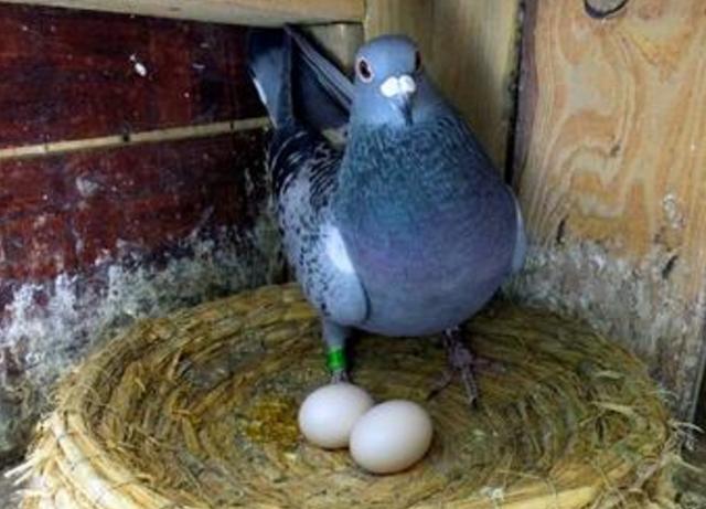 鸽子下一个蛋，今天早上发现的，为什么鸽子不暖蛋啊，蛋都凉了，本人新手，好心人告诉下怎么回事啊？今天为什么不下蛋呢