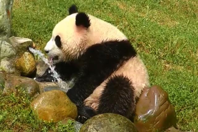 熊猫每天要喝多少水？熊猫为什么总是喝水呢-图3