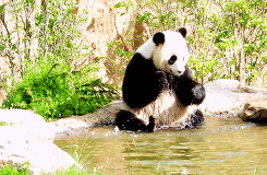熊猫每天要喝多少水？熊猫为什么总是喝水呢-图2