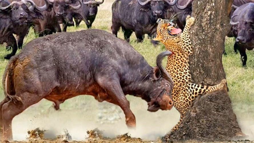 什么动物吃荤菜？为什么豹子吃水牛呢