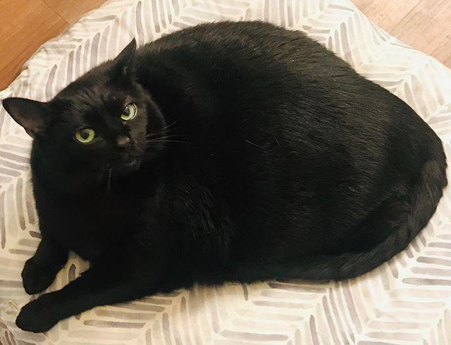 我家猫的脸为什么总是长不胖？为什么黑猫都不胖呢