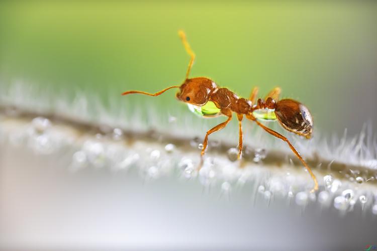 蚂蚁浴是什么？蚂蚁为什么要洗澡呢