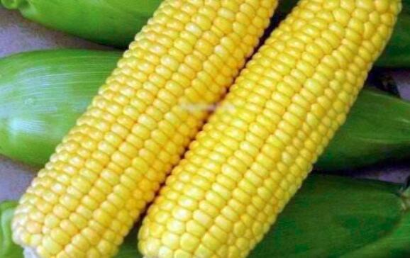 玉米算不算粮食？为什么玉米叫粗粮呢