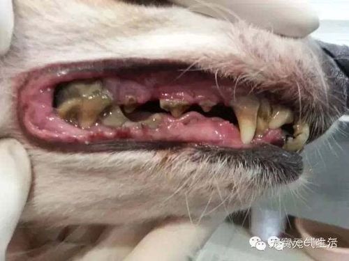 九年老狗嘴里牙床上长了个肿块怎么回事吃什么药？为什么嘴巴会有肿块呢-图2