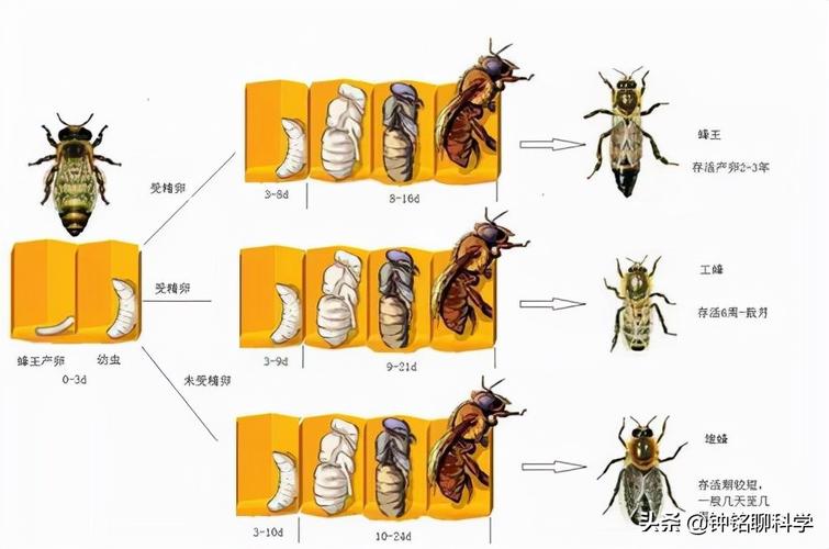 蜜蜂为什么会飞原理？蜂群为什么会飞呢