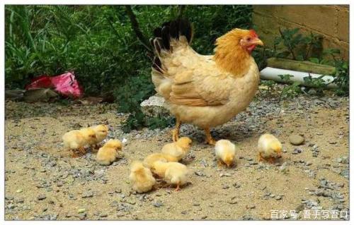 家庭养鸡怎么养？母鸡为什么照料小鸡呢-图3