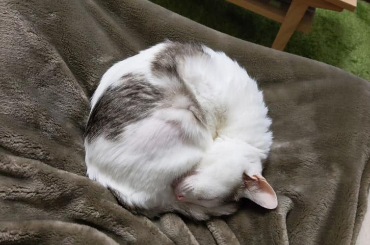 为什么猫咪睡觉总在耳边？为什么猫猫很爱睡觉呢