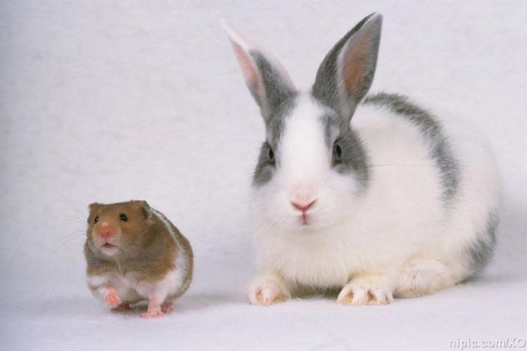 兔子和老鼠的差别是什么？兔子为什么喜欢老鼠呢