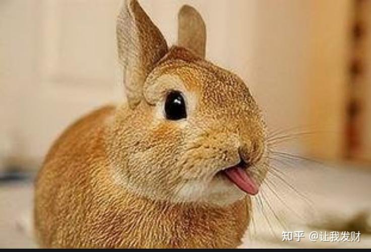 兔子一直张嘴是什么回事？为什么兔子嘴巴会动呢-图3