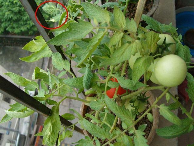 小西红柿不长的原因？为什么西红柿不长了呢-图2