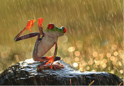 为什么下雨后会有青蛙？为什么夜晚经常下雨呢