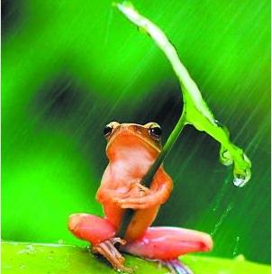 为什么下雨后会有青蛙？为什么夜晚经常下雨呢-图2