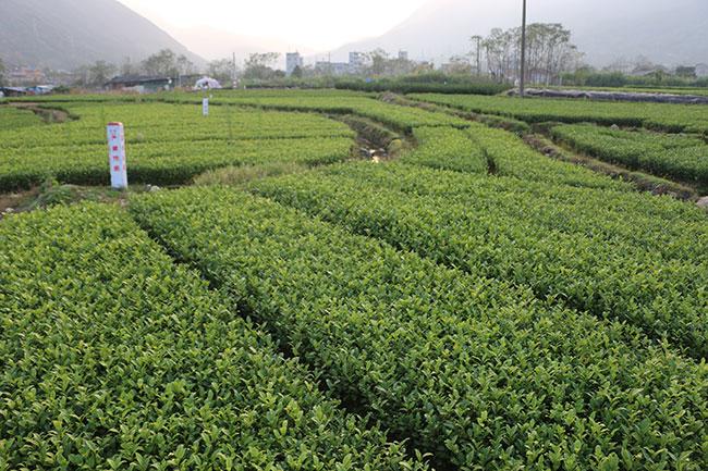 北京为什么会产茶？人们为什么种茶树呢
