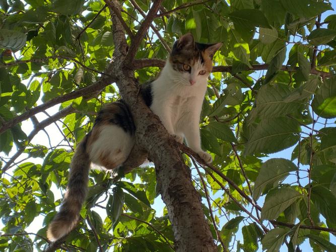 为什么猫会爬树？为什么小猫会上树呢