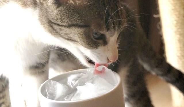猫咪为什么喜欢吃冰？猫咪为什么要吃冰块呢