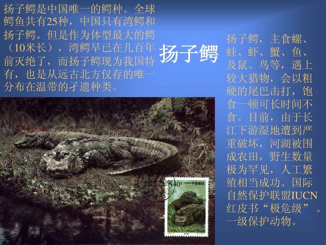 中国动物为什么很多都是保护动物？动物为什么那么珍贵呢