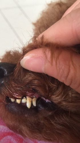 狗牙戴身上为什么会裂？为什么牙齿破得快呢