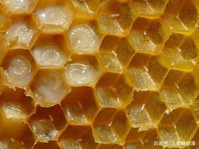 为什么只有蜂王能产卵？蜜蜂为什么喜欢蜂王呢-图1